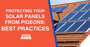 Protecting Your Solar Panels from Pigeons_ Best Practices